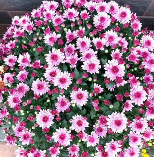 Krizantēma 'Staviski Pink'